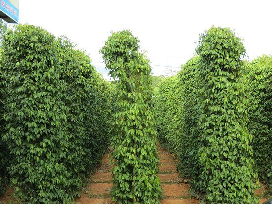 Poivres à Phú Quốc chez Lê Hô